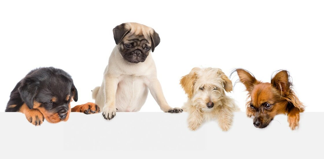 Honden speelgoed