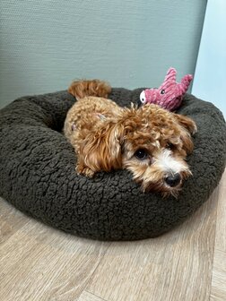 Dogs&amp;Co&reg; Donut Teddy 60cm Beige