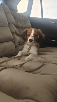 Dogs&amp;Co&reg; Luxe Bankbeschermer voor in de auto GRIJS