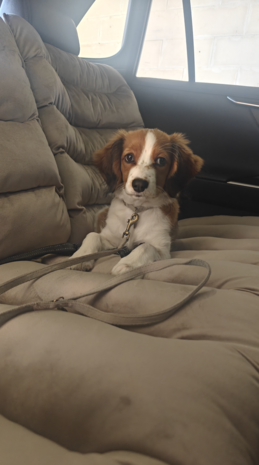 Dogs&Co&reg; Luxe Bankbeschermer voor in de auto GRIJS